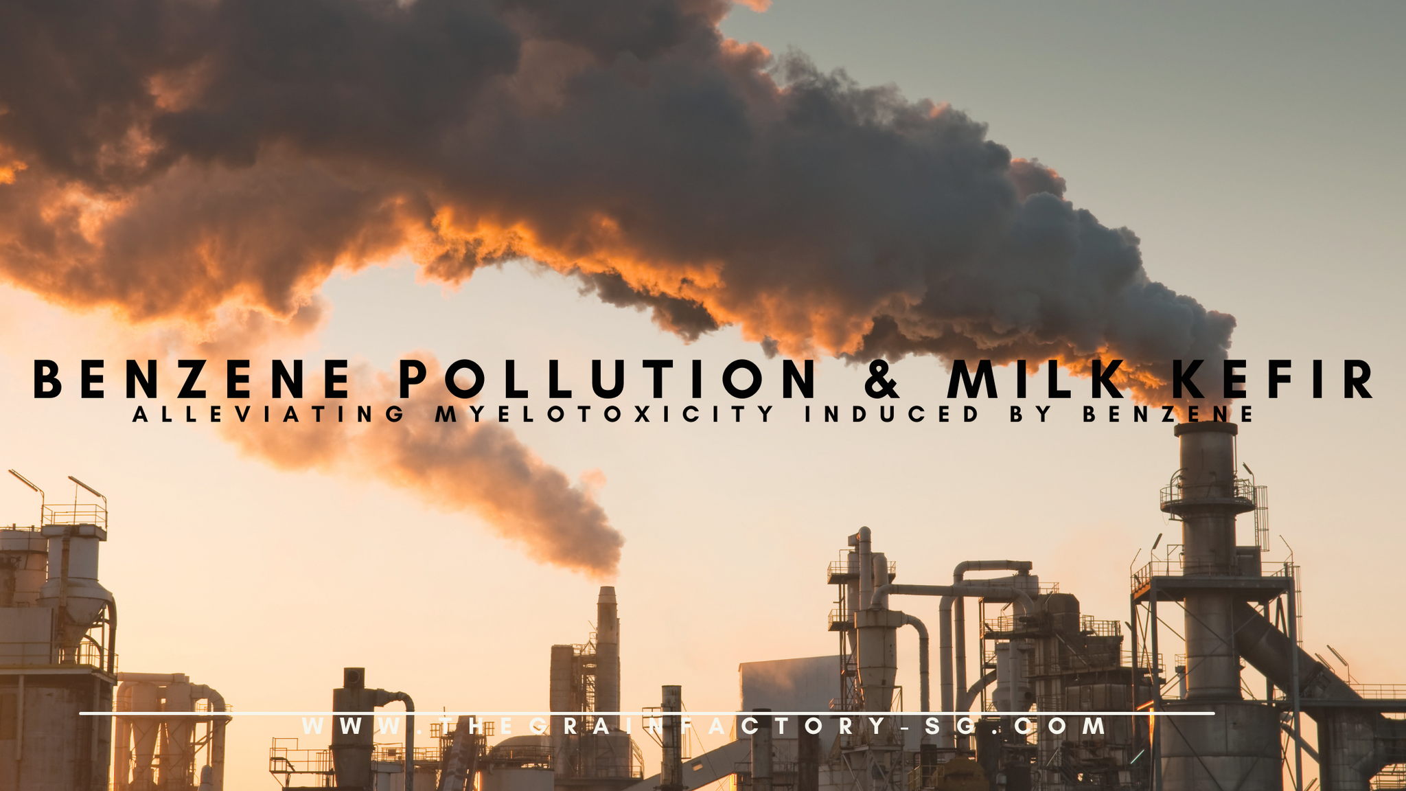 Benzene pollution and Milk Kefir – The Grain Factory Pte. Ltd.