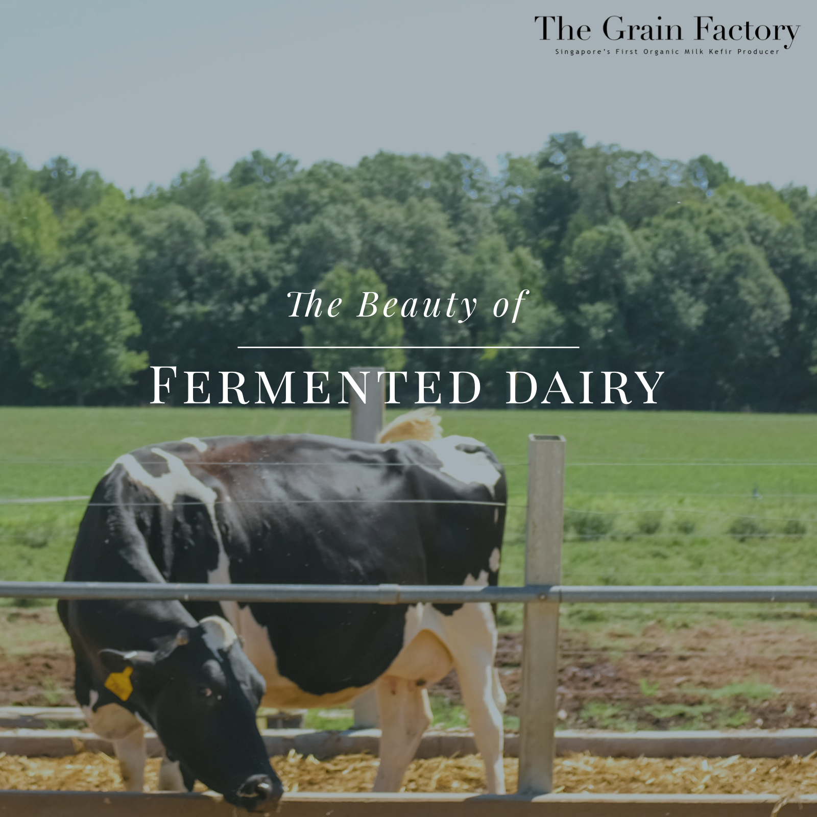 The Beauty of Fermented Dairy